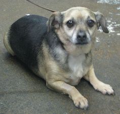 Finn the dog, had a bee stinger stuck in between his toes which caused swelling and limping. He came to Hawthorne Hills Veterinary Hospital in Seattle Washington to have the bee stinger removed and he was treated with antibiotics.