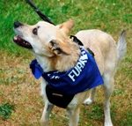 Furry 5K Walker - Pets of our Seattle Vet Hospital