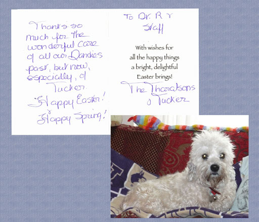 patient at Hawthorne Hills Veterinary Hospital, Seattle, Washington