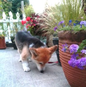 A fox?! Nope - it's Vladimir, a patient of Hawthorne Hills Veterinary Hospital in Seattle, WA