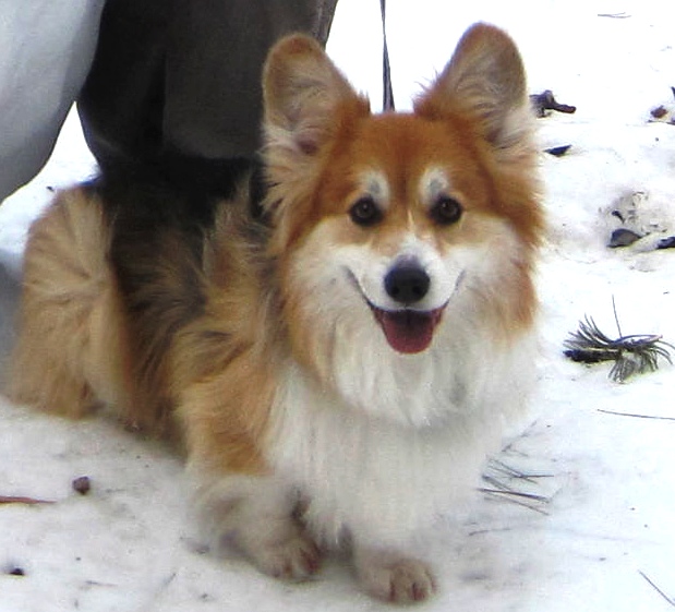 Vladimir in the snow - another Seattle winter