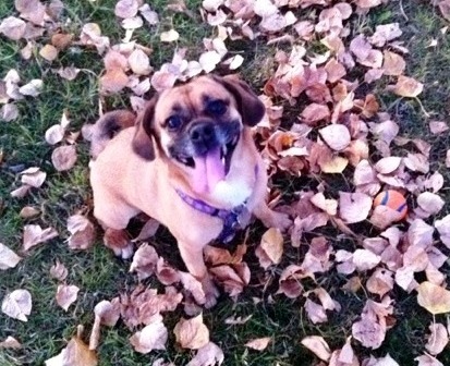 Coco in the leaves outside of Hawthorne Hills Veterinary Hospital in Seattle, WA