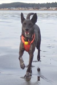 Wrigley romping at the beach