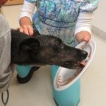 A plate of tasty food helps during a veterinary visit