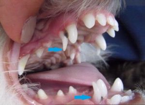 side view of retained canines