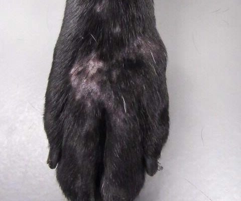 2 Paw skin lesions