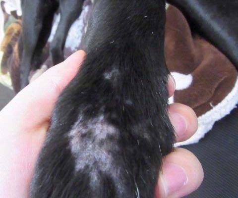 4 Foreleg alopecia