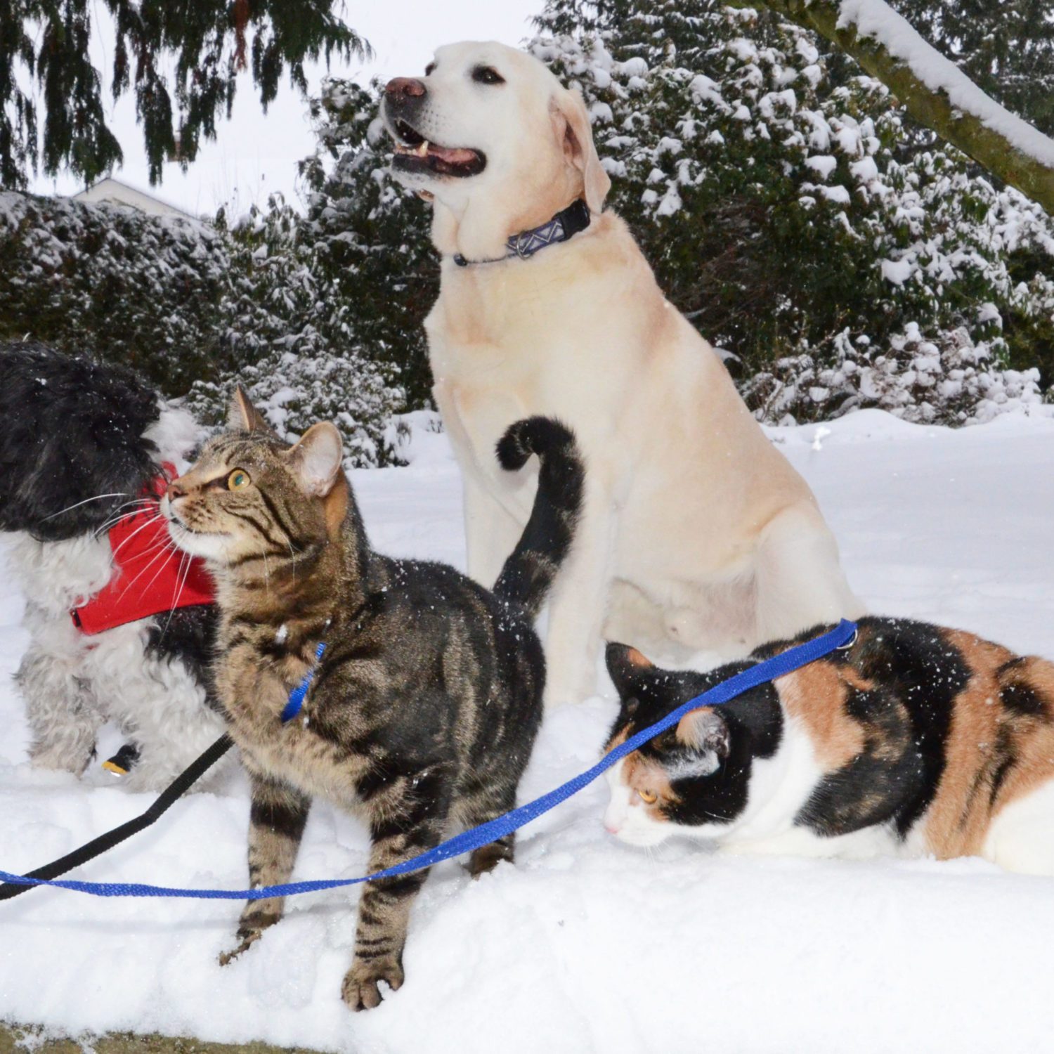 Pets in Snow brighter